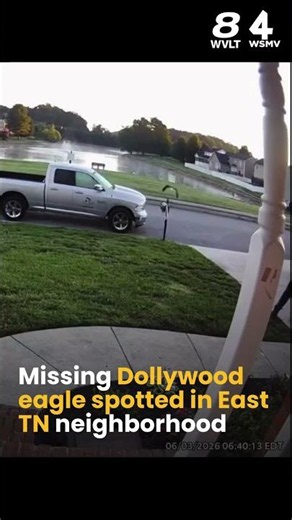 Missing Dollywood eagle spotted in East TN neighborhood