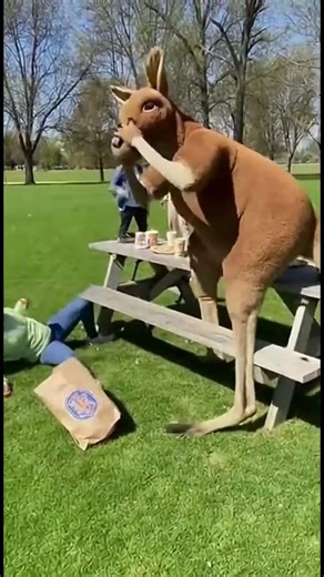 Funny Shorts Prank Kangaroo 2