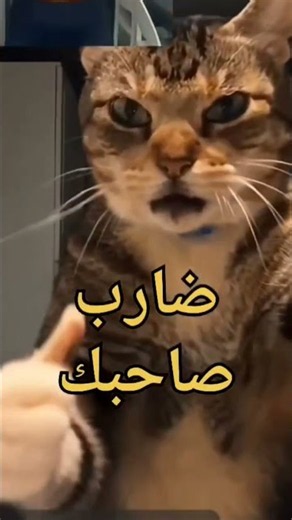 سلسلة ترند قط غاضب | جد مضحك| bad time | funny cat