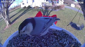 814K views · 38K reactions | Want to see backyard birds up close? Follow us and join the Backyard Bird Lovers group!  More than 30,000 members shared their backyard birds already. https://www.facebook.com/groups/backyardbirdlovers | Birdfy by Netvue | Facebook