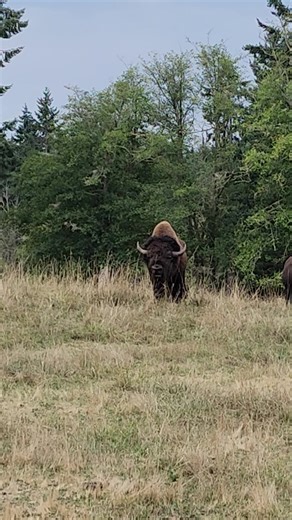 12K views · 413 reactions | Bison rut (breeding season) is always entertaining and is in full swing at Northwest Trek. 怜 Massive bulls bellow and roar while looking for their perfect match. Once a bull has found a female, he will stay by her side and court her until she is ready to mate. : Keeper Deanna | Northwest Trek Wildlife Park | Facebook