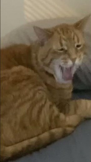 cute cat yawning in slow motion #shorts