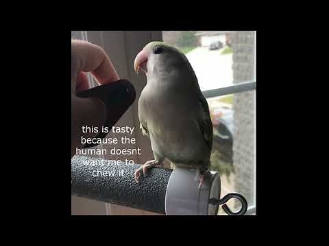 How To Get Your Bird Used To a Harness