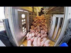 Baby Pigs Arrive at the Farm