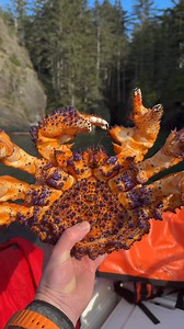 1.7M views · 12K reactions | Rarest crab in the world | Vlad Siryk | Facebook