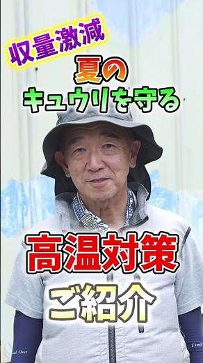 家庭菜園や農園のキュウリ栽培で高温対策の秘訣！収穫終盤に株を元気にするコツとキュウリの育て方！【農家直伝】 #shorts