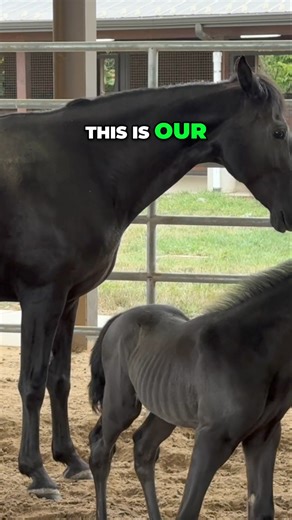 26K views · 706 reactions | Join Ed as he introduces his adorable new black colt, just three days old, born from their beloved stallion Wayne. Discover the joys of raising walking horses and learn about the different horse classifications for colts and fillies! #NewbornColt #WalkingHorses #HorseRiding #EquestrianLife #FoalLife #HorseBreeding #Stallions #AnimalLovers #RanchLife #EquineJourney | Ed's Walking Horses | Facebook