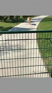 859K views · 10K reactions | The True Love Of Lions #humanity #lions #friendships | 퐅퐚퐜퐭 퐁퐨퐲 퐒퐚퐥퐦퐚퐧 | Facebook