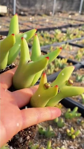 Live Conophytum Pikachu Succulent 🐹 Mini Cartoon Shape Stone Plant Low Maintenance #succulents