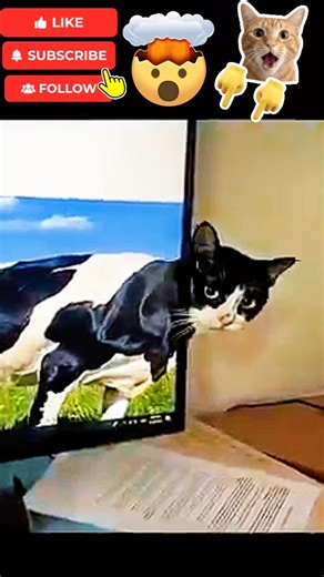 Cats — Perfect moments 😻