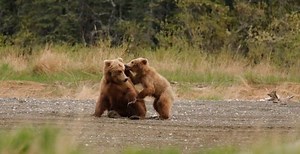 Watch Alaskan brown bears hunt salmon via livestream (VIDEO) | Lifestyle