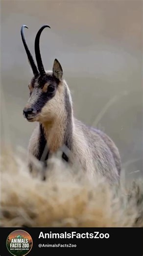 Chamois: The Mountain Climber That Defies Gravity 🐐⛰️ #animalsfactszoo #ytshorts #viral