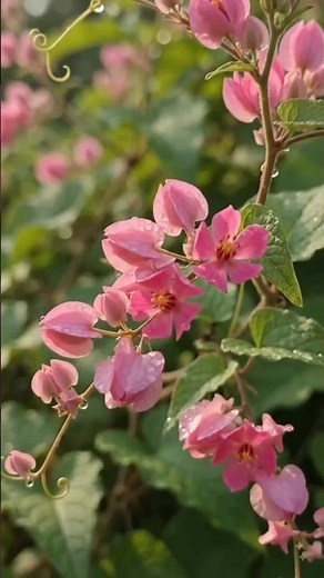 🌸 Coral Vine Flower Growth Timelapse | From Earth to Bloom in Seconds 🌱✨ #shorts