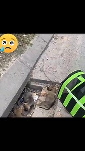 Heartbreakingly abandoned, this little puppy's fate hung in the balance. Witness the incredible moment kindness intervened and gave this sweet soul a second chance at life and happiness. M874 | Dog Stories