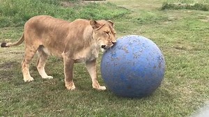 Come enjoy the animals with us! You never know what each day will bring! | Discovery Wildlife Park