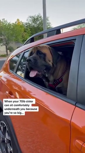 33K views · 1.1K reactions | My GIANT Dog is SO Huge he can sit ON TOP of my daughter #doggo #friends #dog #doglover #doglovers #doglife #dogwalker #dogstagram #dog #mastiff #bigdogs #bigdog #huge #pet #puppy #puppies #puppyvideos #dogs #dogsofinstagram | Bowser The Giant Mastiff | Facebook