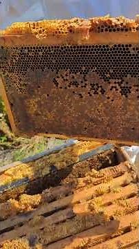 Beekeeping Tools Explained for New Beekeepers: "J" Tool