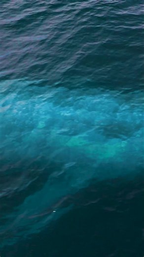 The Vital Role of Whale Poop in Sustaining Ocean Life