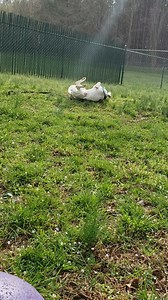 24 reactions | James enjoyed rolling around in the grass on this warm afternoon! Meet this sweet boy at paws4ever.org/pets/james His adoption fee has been waived! | Paws4ever | Facebook