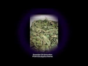 Essential Oil Extraction From Eucalyptus leaves