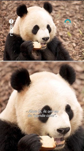 4.2K views · 50 reactions |  A la rencontre des animaux stars de Pairi Daiza : les pandas géants. Saviez-vous qu'ils se lavent les dent ! #pairidaizaofficial #panda | Les Ambassadeurs - RTBF | Facebook