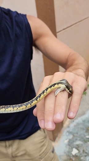 44K views · 1K reactions | Saving Snake from School in India! We relocated it #snakes | Wild Charles | Facebook