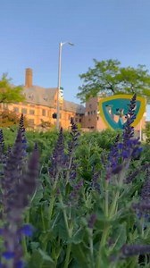 40 reactions | Spring vibes on campus!朗 #VideoOfTheDay : Rukshana Share your pics and videos via go.wayne.edu/photos. #WayneStateUniversity #Detroit #Campus | Wayne State University | Facebook