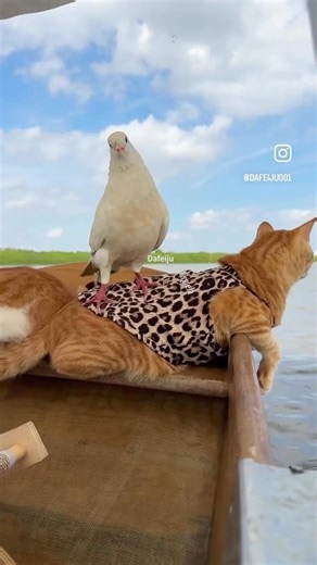 My Cat Went Fishing… This Happened 😂🐱🎣 | Part 1 #animals #funnyvideo #shortvideo