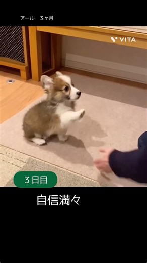 ３日後にお手ができるコーギー