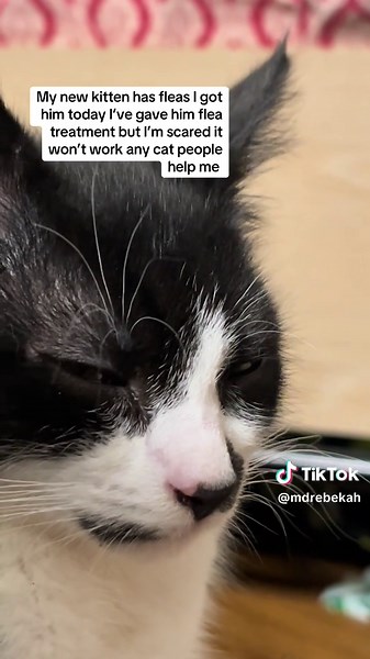 Cleaning Tips for Flea-infested Homes with Kittens