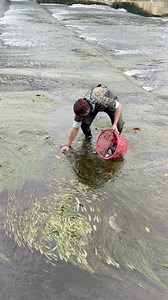 13K views · 63 reactions | Stranded fish #fish #fishing #fishinglife | KaFuji Master | Facebook