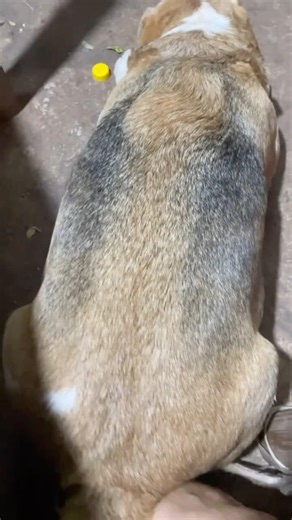 Gently nudging its rear end. #dog #doglover #cute dog #beagle #shorts