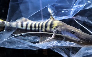 【新鱼开箱第170期】短平口鲶属的：“当家花旦”：斑马鸭嘴 过水入缸