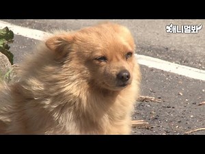Heartwarming Animal Stories You Can’t Watch Without Tears