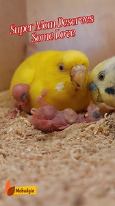 This Super Budgie Mom Deserves Some Love! 💛 Will you give her a like or share her moment? #budgies #birds #pets #parrots #animals #cuteanimals #nature #budgiesbreeding #love #romance #بادجى #طيور_الحب #طيور_الزينة #حيوانات_اليفة @إشارة | Mo Budgie