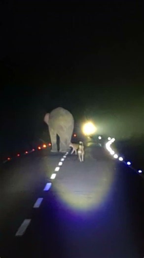 Elephant | Kutta Dost Bangeya 🙂‍↕️🤦😁