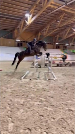 Super training with Duck today 🤩 #horse #equestrian #jumping #horsejumping