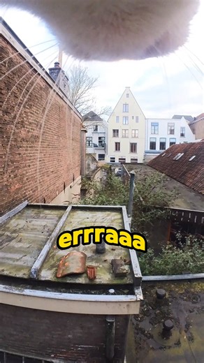 846K views · 4.5K reactions | Ekeekek | Ros Adventure Cat | Facebook