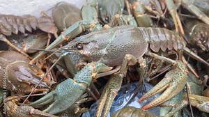 Live crayfish close-up in a styrofoam box
