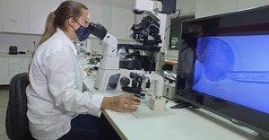 IATF, TE ou FIV? Descubra qual o método ideal para cada tipo de fazenda de cria - Giro do Boi