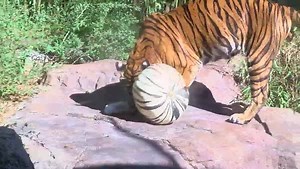 19K views · 180 reactions | Animals of all sizes at The Birmingham...