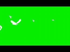 Green Screen Birds Flying Effect