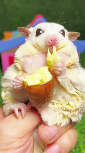 The way he eats is so cute, it relieves stress easily