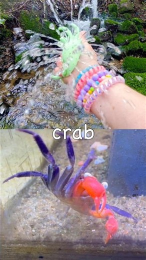 Kids Learn at the Waterfall | Sea Animal Names: Crab Blue Spotted Stingray Pufferfish Halloween Crab