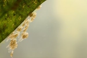 How To Keep Angelfish Fry Alive? (7 Easy Steps) – Pet Fish Online