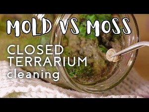 MOLD EXPLOSION in closed terrarium | How to remove mold in jar terrarium