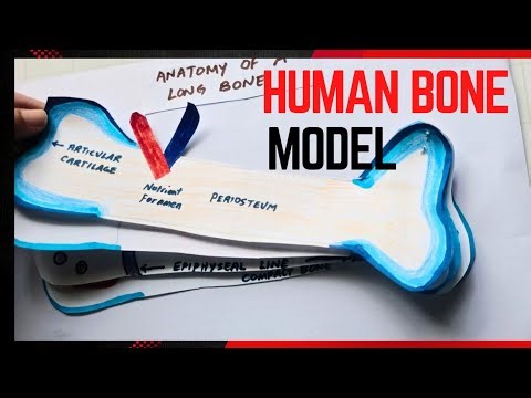 How to make a Bone Model | School Science Project