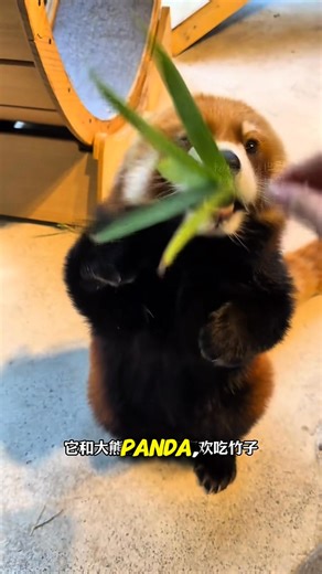 3.2K views · 67 reactions | Adorable yet mysterious, the red panda is more than just a cute face. From bamboo snacking to wobbly “bread loaf” walks, these shy little climbers will melt your heart. But when scared, they stand tall with both paws up—like the cutest surrender you’ve ever seen! #RedPanda #CuteAnimals #WildlifeWonder #AnimalStories #TooCuteToHandle #NatureLovers #PandaFacts #ShyButCute | MrZiggy | Facebook