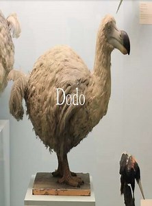 Dodo (2023) - Movie