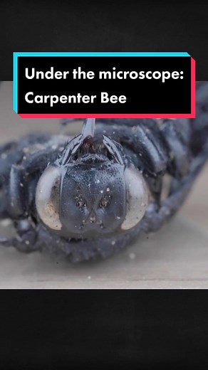 Gentle Giant: The Surprising World of Bees Under a Microscope